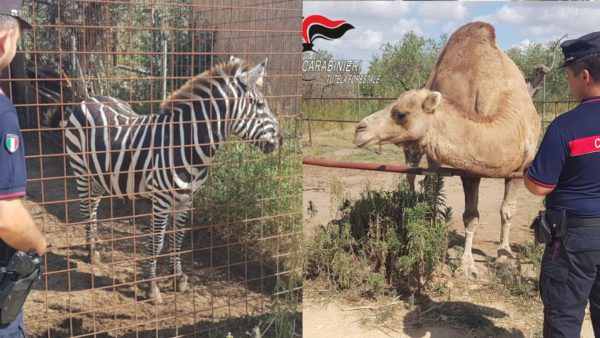 Castelvetrano, anche zebre e canguri nella fattoria: proprietario denunciato e animali sequestrati