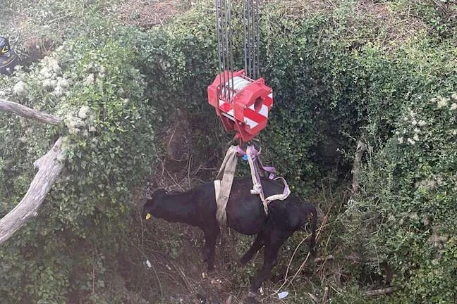 Vigili del Fuoco di Messina salvano mucca caduta in dirupo