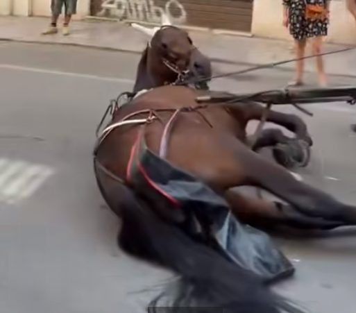 Cavallo a traino di una carrozza si accascia a Palermo e vetturino minaccia chi fa i video