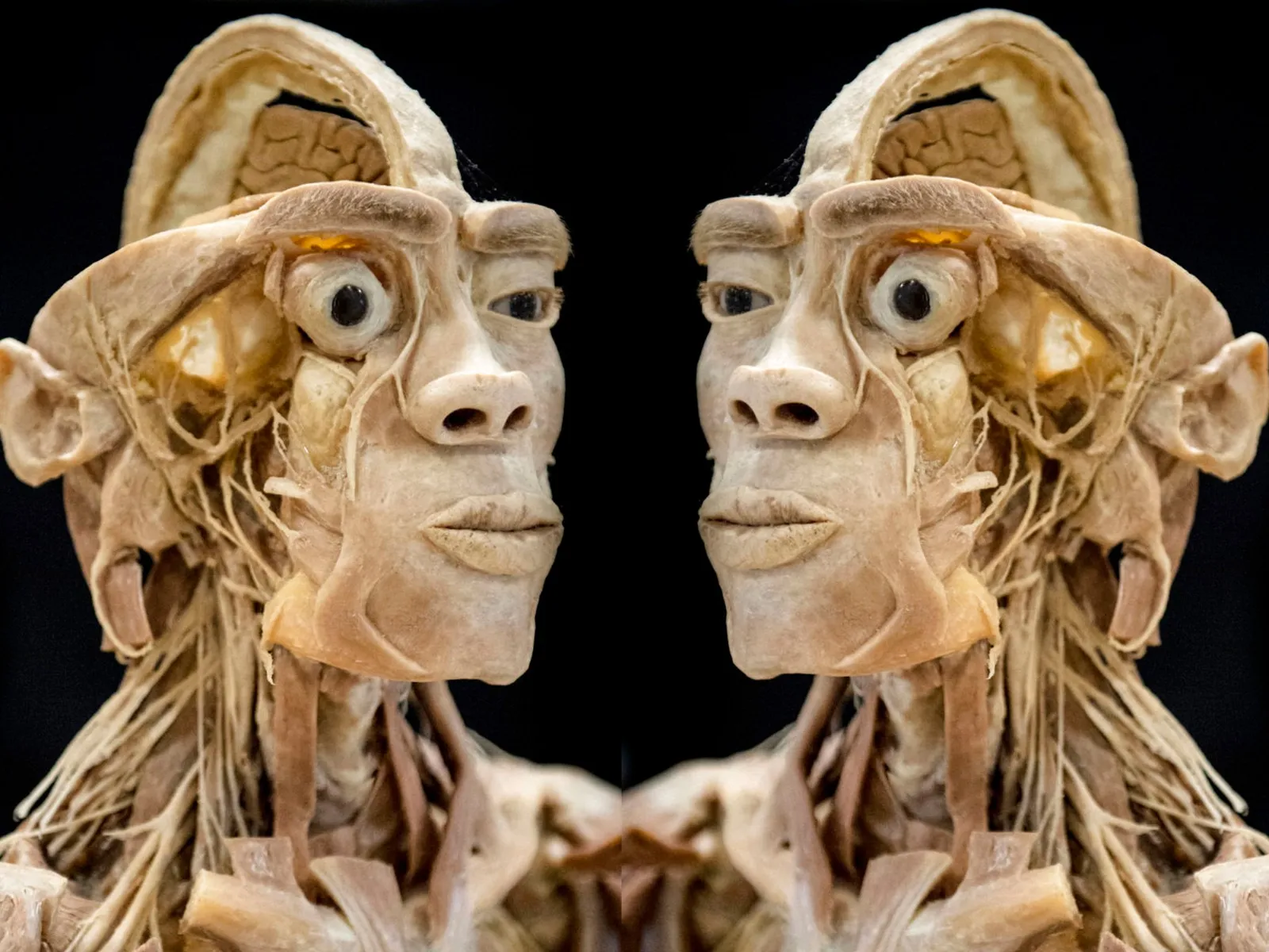Mostra Real Human Bodies: Corpi Umani Espositi