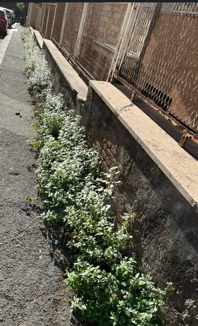 Catania: Borgo-Sanzio, giungle marciapiedi.