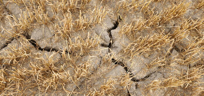 Coldiretti Sicilia, 'situazione tragica in campagne per siccità