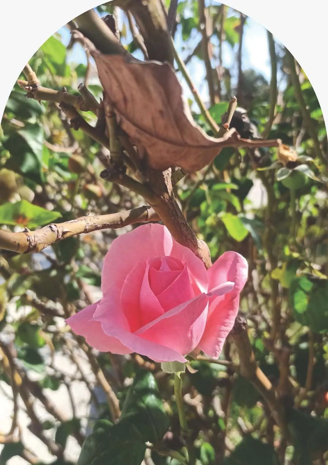 Il centro studi Rossitto valorizza la natura di Ragusa.