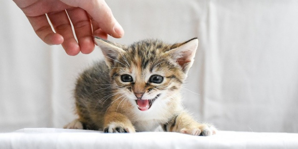 Vittoria, una taglia sull'uomo incappucciato che fa sbranare i gatti dal suo cane