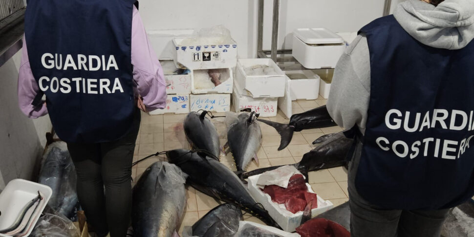 Catania, tonni e pesce non tracciato: sequestrati 570 chili