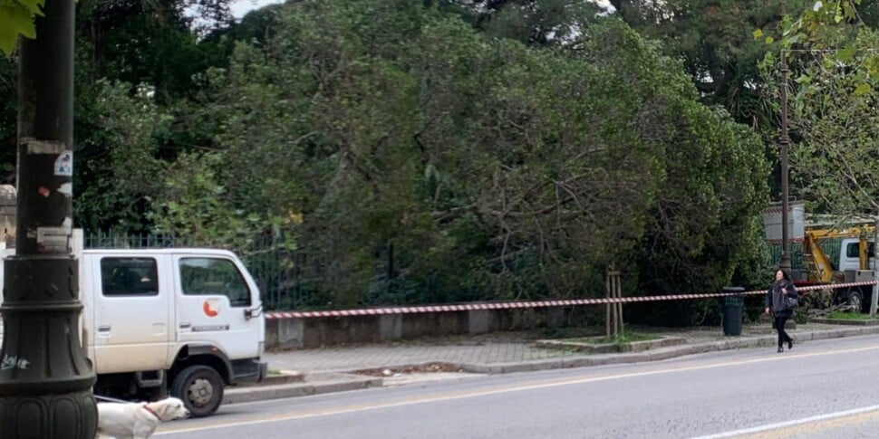 Palermo, un grosso albero è crollato al Giardino Inglese: nessun ferito