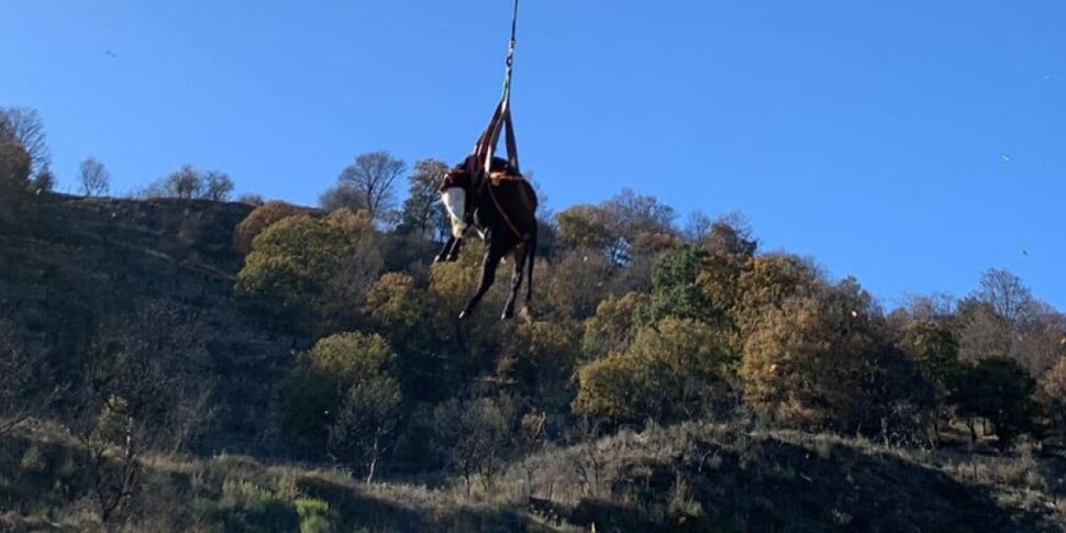 Mucca precipita in un dirupo nel Messinese, salvata dai vigili del fuoco con l'elicottero