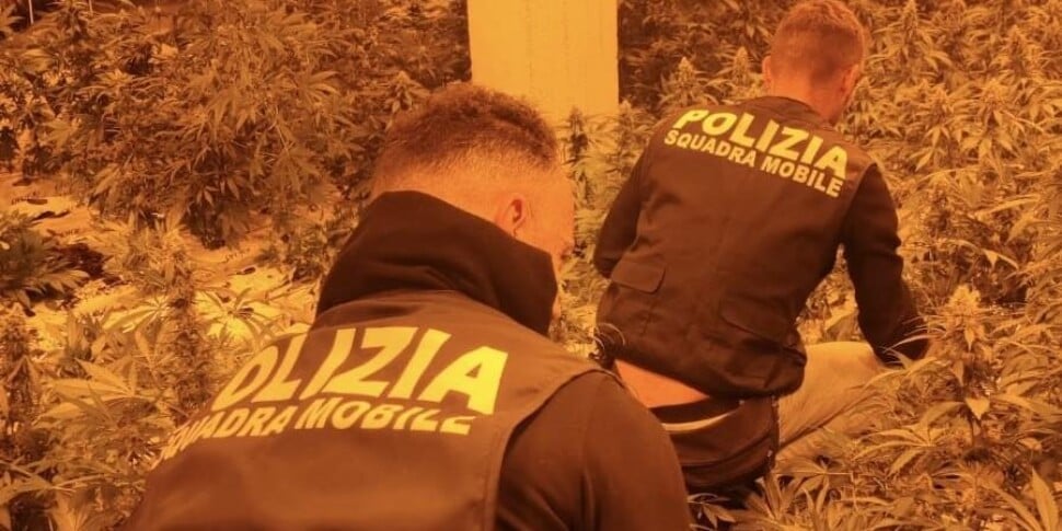 Niscemi, scoperta una piantagione indoor con oltre 1.100 piante di marijuana