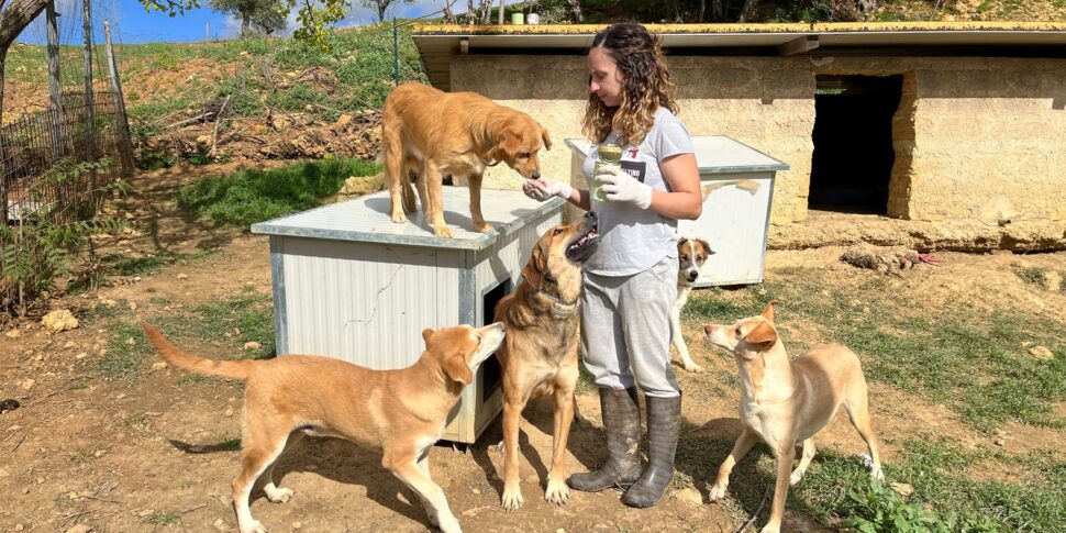 Santa Margherita Belice, nuove aree per l’Oasi Ohana: ospiterà altri diciotto cani