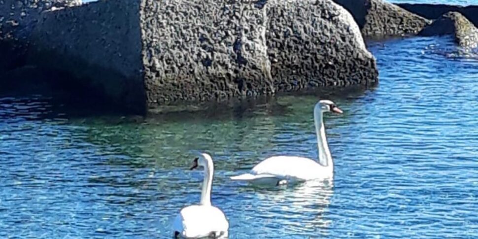 A Milazzo la sorpresa dei cigni in mare di fronte al centro abitato, l'esperto: «Evento molto raro»