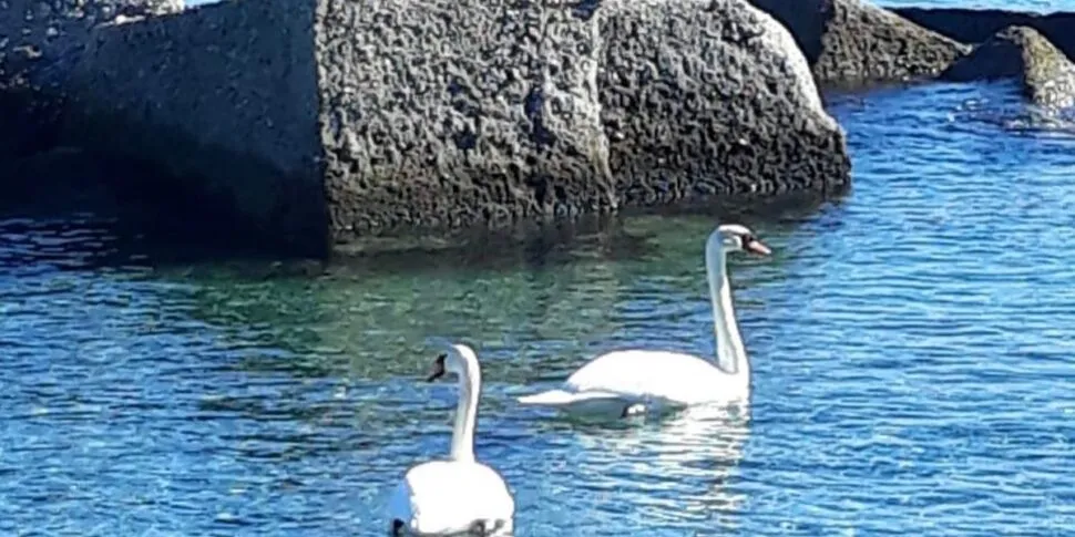 A Milazzo la sorpresa dei cigni in mare di fronte al centro abitato, l'esperto: «Evento molto raro»