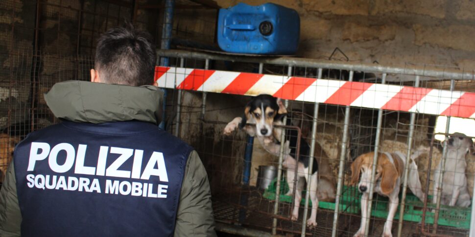 Blitz a Niscemi, scoperti 12 cani in ipotermia e malnutriti per allenarli alla caccia