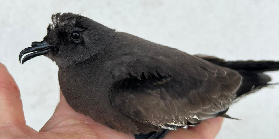 La burrasca spinge fino a Milazzo l’uccello delle tempeste codaforcuta