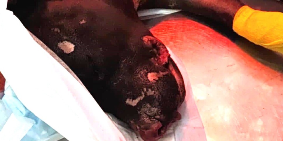 Il cane bruciato vivo a Palermo, gli animalisti: «Ancora gravissimo, ma ha superato la notte e vogliamo adottarlo»