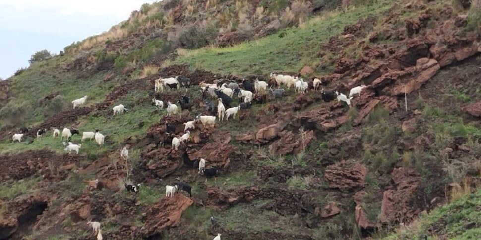 Capre e pecore selvatiche, danni e disagi anche a Stromboli e a Ginostra