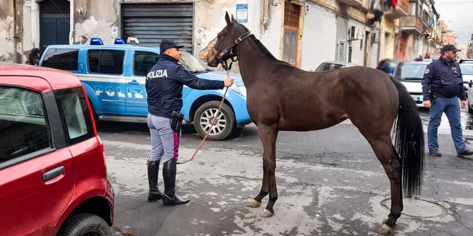 Catania, scoperta una stalla abusiva dove i cavalli venivano dopati. VIDEO