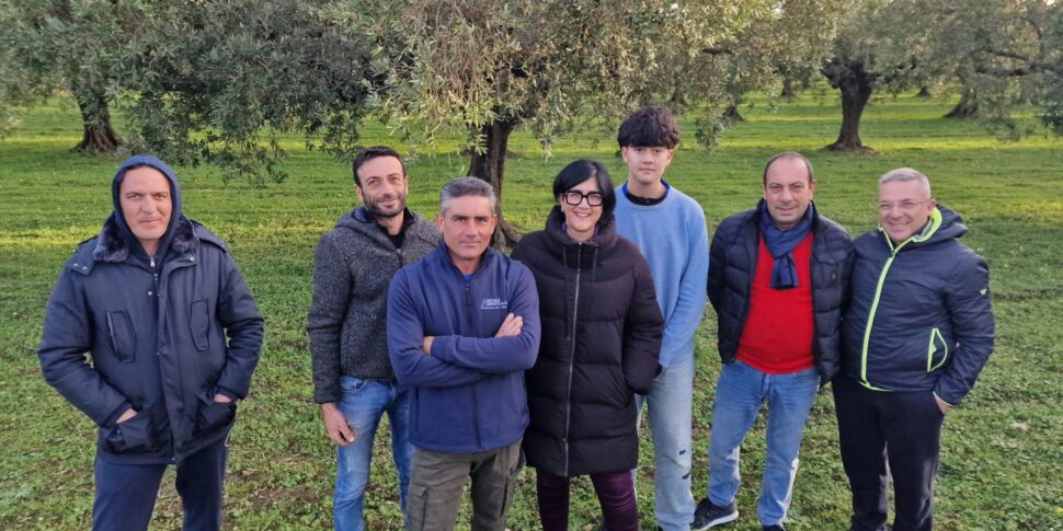 Olivicoltura, nella terra del boss Messina Denaro nasce la cooperativa agricola «ribelle»