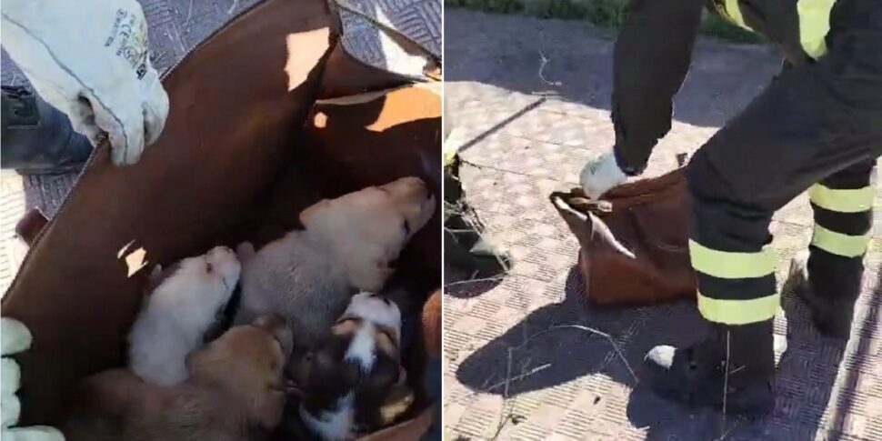 Quattro cuccioli abbandonati in un cassonetto per gli abiti usati a Palermo