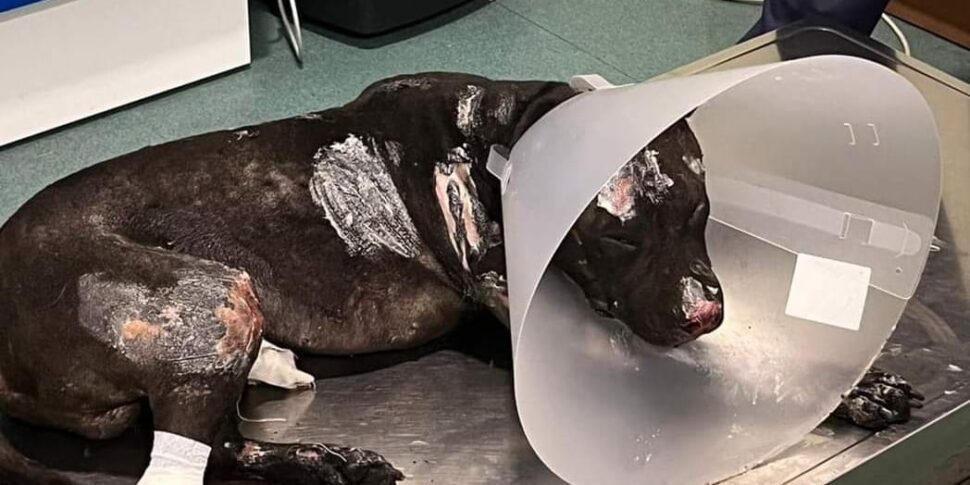 Il cane bruciato vivo a Palermo, oltre 40 mila firme per chiedere pene più severe