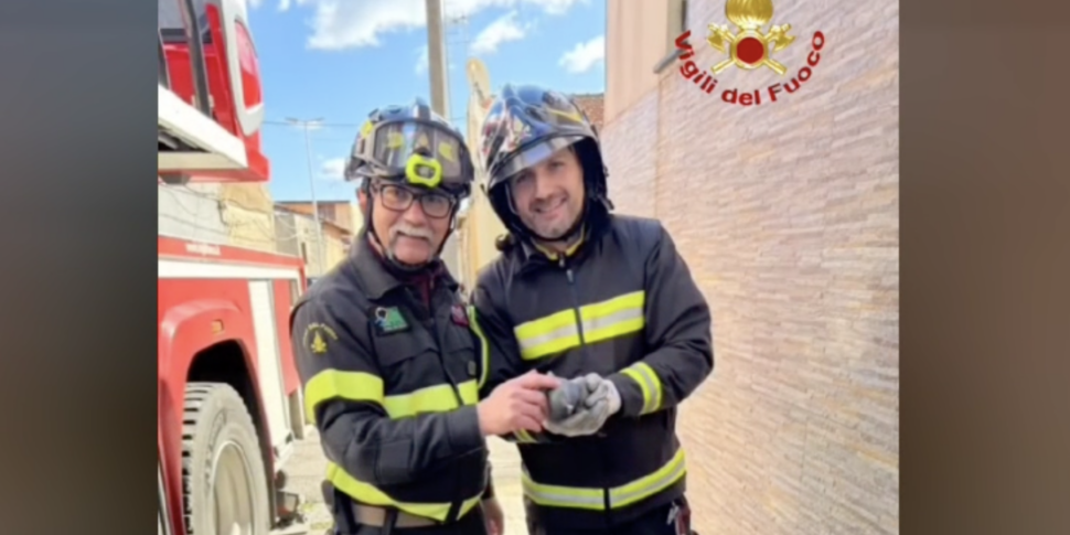 Messina, colomba salvata dai vigili del fuoco: era rimasta impigliata nei cavi elettrici