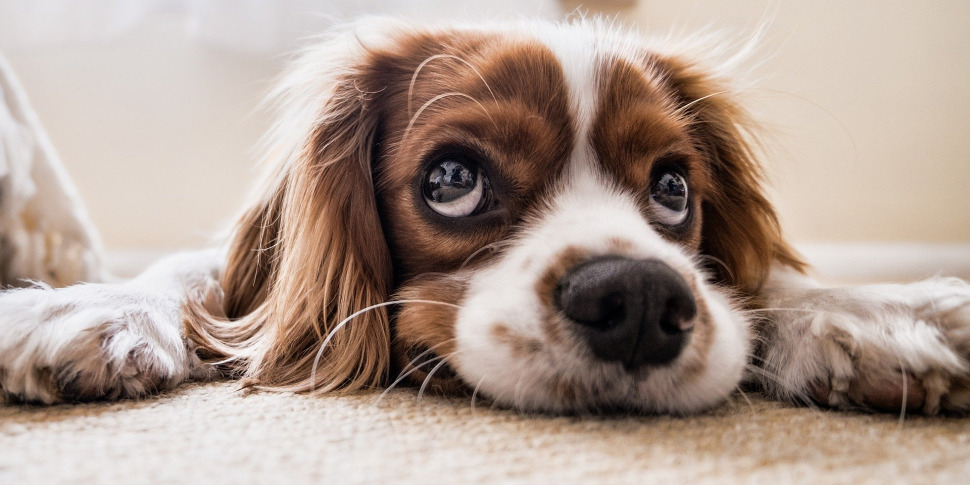 Misterbianco, sconto di 200 euro sulla Tari a chi adotta un cane randagio