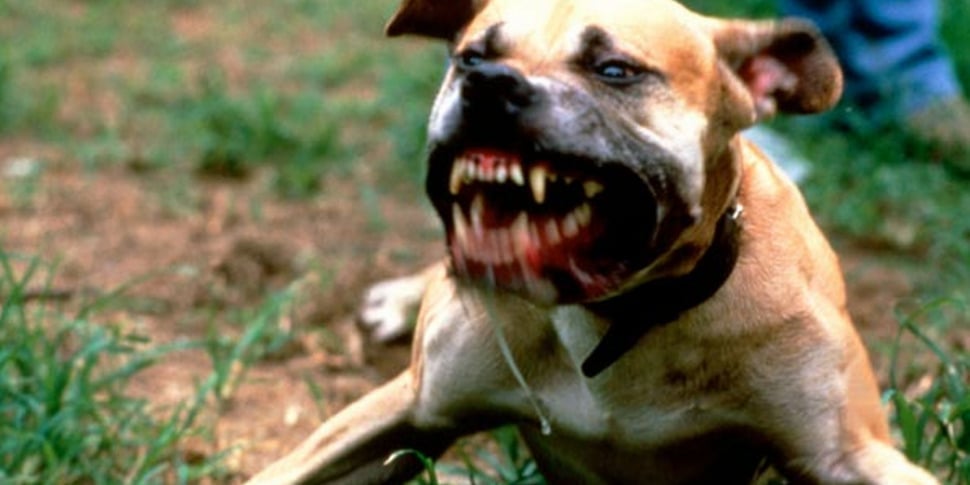 Pachino, coppia di coniugi aggredita dal loro pitbull: ferito il marito