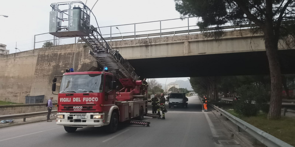 Palermo, trovato un cavallo morto in viale Regione Siciliana