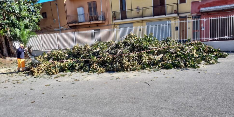 L'ex Provincia di Palermo: il trasloco del Provveditorato agli studi si farà lunedì, l'albero non è pericolante