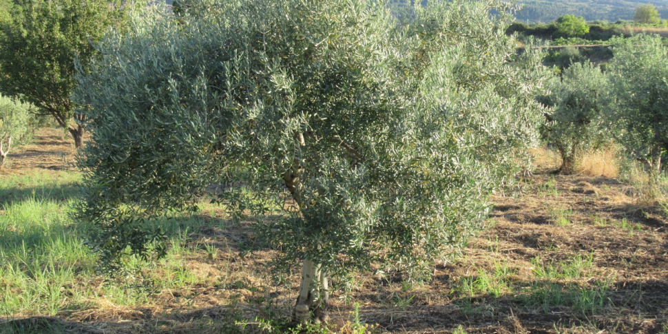 Santa Maria di Licodia, uomo di 77 anni cade da un muretto mentre raccoglie olive e muore