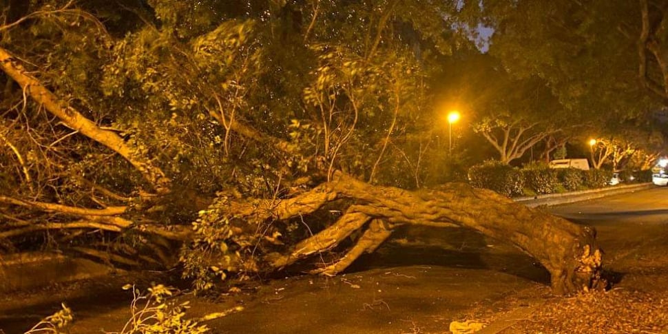 Forte vento, alberi caduti e auto danneggiate a Palermo