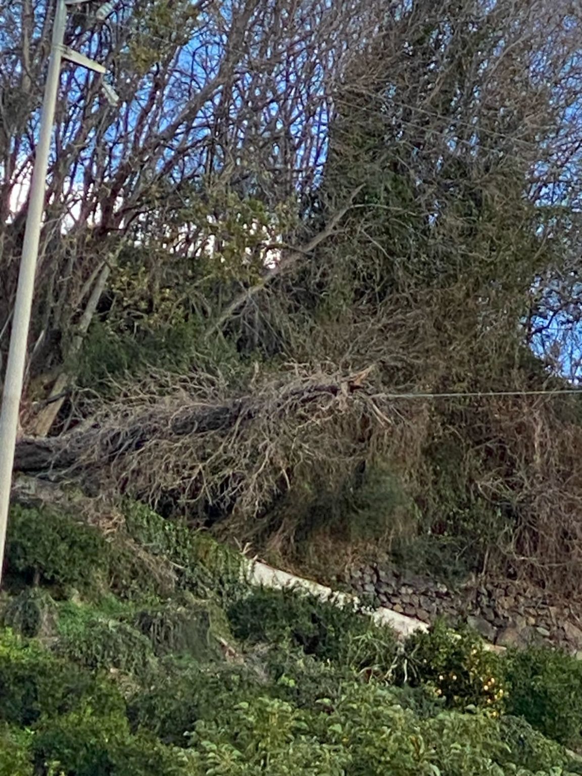 Bufardo albero su traliccio disagi ad acquedotto a Messina