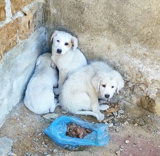 Adozione tre cuccioli abbandonati vicino Villa Sole Contattami