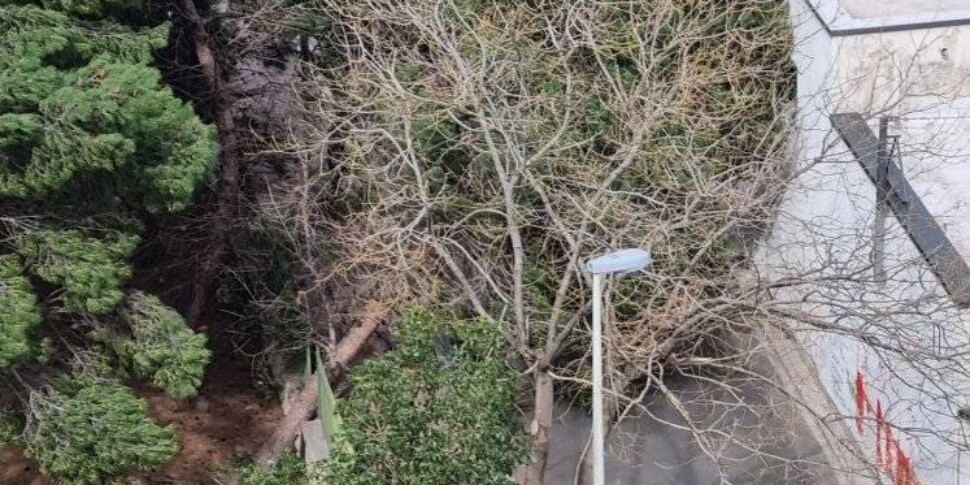 Alberi caduti per il forte vento a Palermo, chiuso il cimitero di Sant'Orsola