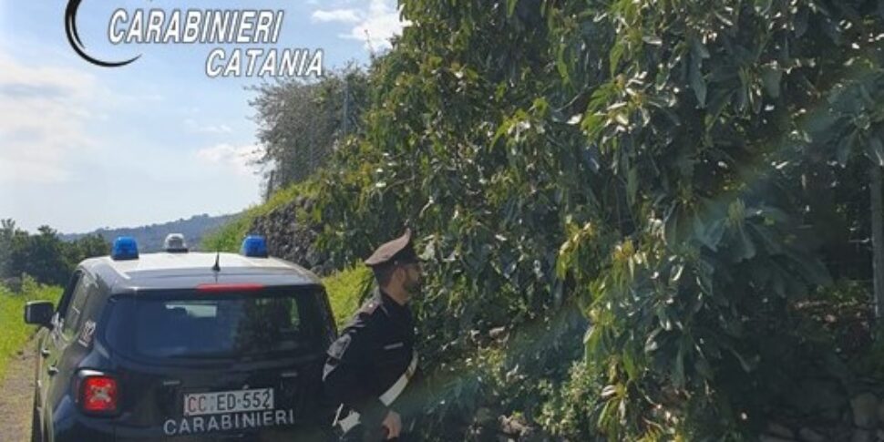 Ladro di avocado arrestato a Mascali dopo un inseguimento da film