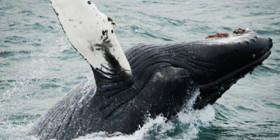 Eccezionale avvistamento in Sicilia di una megattera: era nel golfo di Catania