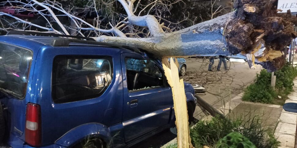 Sfiorata la tragedia a Bagheria, per il vento cade un albero e si abbatte su tre auto