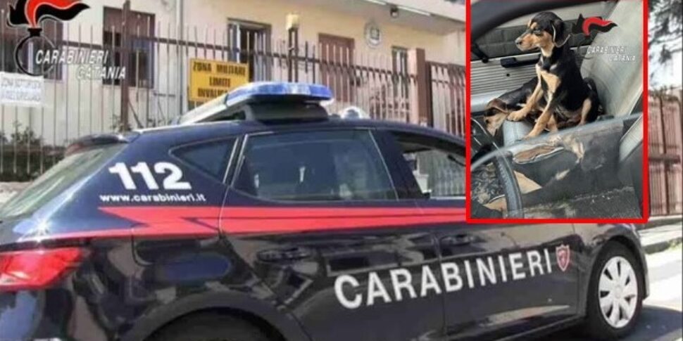 Abbandona quattro cuccioli di cane in caserma a Giarre, denunciato dai carabinieri