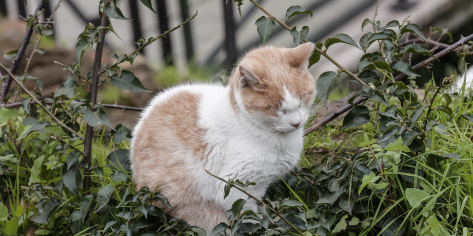 San Giuseppe Jato, trovato un gatto bastonato: nel suo corpo rintracciate anche schegge di proiettili