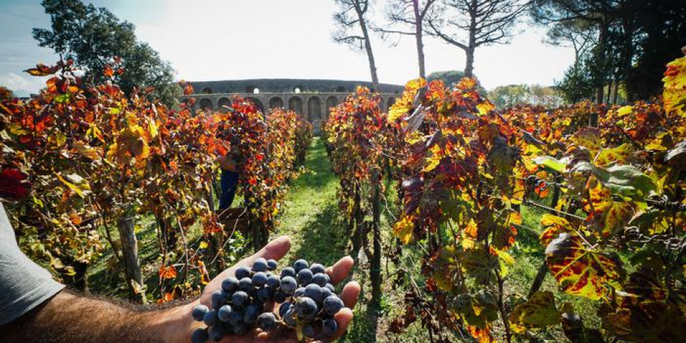 L’indagine sul vino condotta a Marsala, i legali di Cantine Europa: «Tutto in regola»