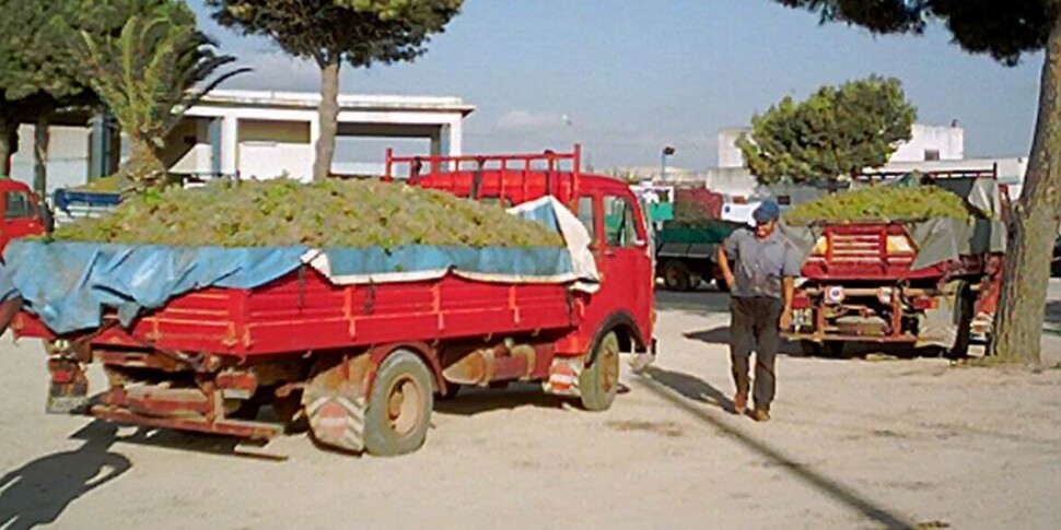 Bottiglie di vino con etichetta Pinot anche se l’uva è diversa: indagine per frode