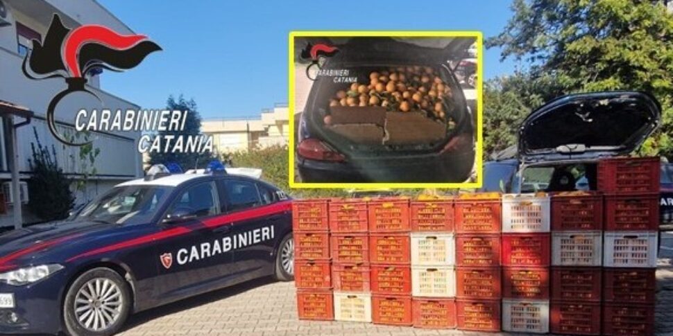 Ruba 600 kg di arance da un'azienda agricola di Ramacca, arrestato