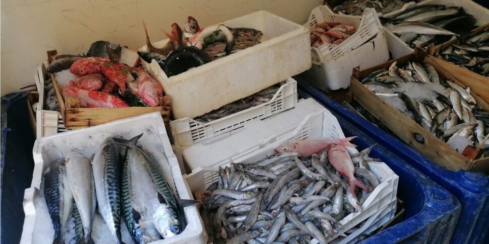 Palermo, sequestrati 2.500 chili di pesce nei mercatini rionali e ai venditori ambulanti