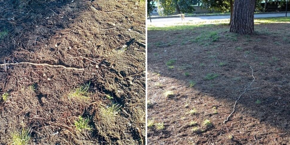 Un lepidottero crea paura a San Giovanni La Punta: si trova dentro il parco comunale e anche all'esterno