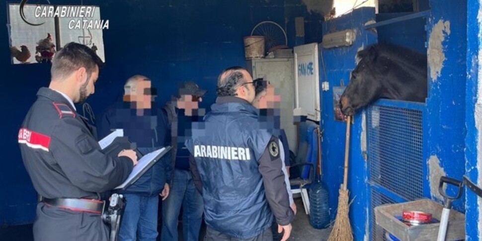 Stalle abusive a Catania, sequestrati un cavallo e un pony