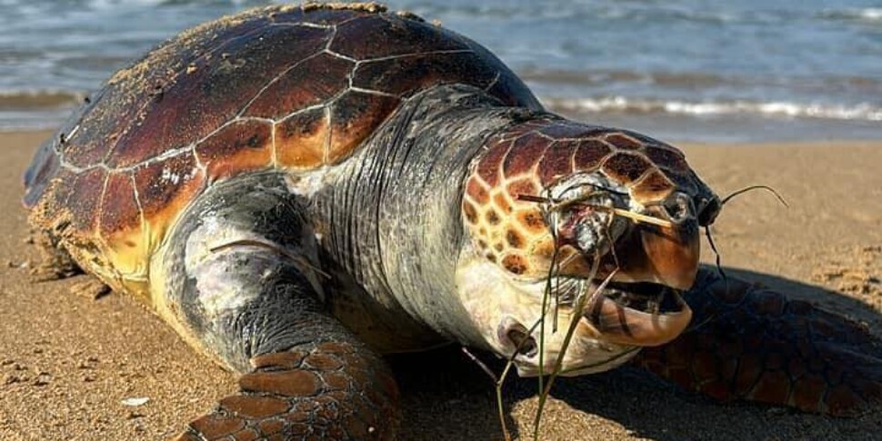 Scoglitti, trovata morta una tartaruga caretta caretta lungo la riviera Lanterna