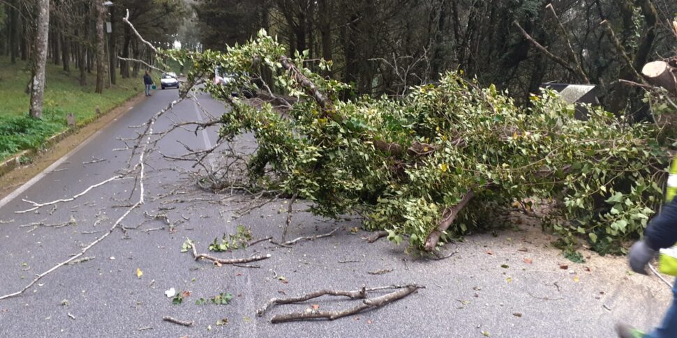 Raffiche di vento record, danni anche a Erice: crollano alberi, tettoie, muri e pali della luce