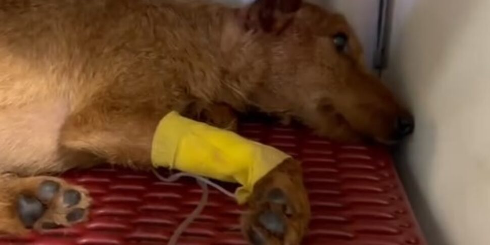 Il cane trovato agonizzante tra i rifiuti a Palermo, si riaccende la speranza: «Honey è sveglio e sembra vigile»