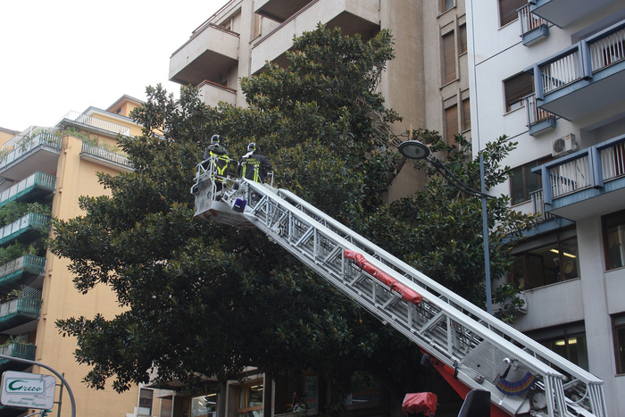 Albero Falcone a Palermo, si valuta stabilità e potatura