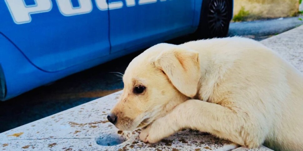 Canicattì, cagnolino lungo la Statale: gli automobilisti rischiano incidenti