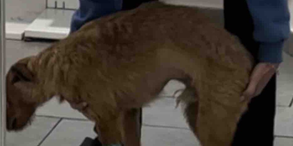 Il cane ferito a picconate a Palermo è fuori pericolo: «Honey sta in piedi, è in netta ripresa»